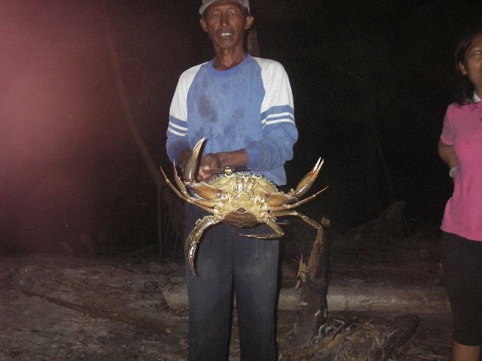 mud crab Mangrove crab